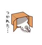 ゆるゆるハチワレさん（個別スタンプ：20）