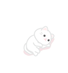 動く！しろいぬこ（個別スタンプ：11）