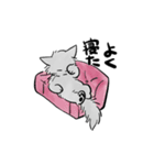 モフ猫銀くんのスタンプ（個別スタンプ：10）