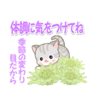春の野原のベビーにゃんこ（個別スタンプ：11）