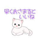 まったり白猫の毎日（個別スタンプ：40）