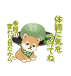 よちよち豆柴と春スイーツ（個別スタンプ：11）