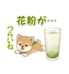 よちよち豆柴と春スイーツ（個別スタンプ：12）