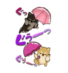 【Big】ちゃちゃ丸 19『梅雨』（個別スタンプ：12）