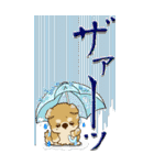 【Big】ちゃちゃ丸 19『梅雨』（個別スタンプ：25）
