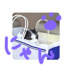 我が家のれおんさま | LINEスタンプ | Ymimm