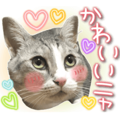 [LINEスタンプ] ねこ♡実写♡やさしい言葉 フェリシモ猫部