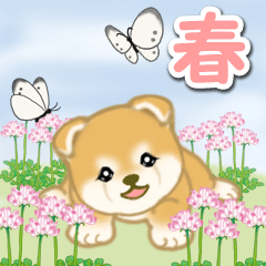 [LINEスタンプ] 春の野原の赤ちゃん豆柴