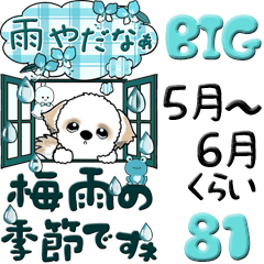 [LINEスタンプ] 【Big】シーズー犬 81『梅雨＆青色系』