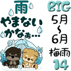 [LINEスタンプ] 【Big】ちゃちゃ丸 14『梅雨・青色系』