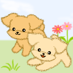 [LINEスタンプ] とことこちびトイプードル