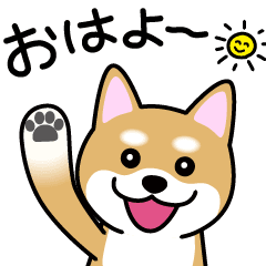 [LINEスタンプ] Cute！ 動く！ 柴犬スタンプ