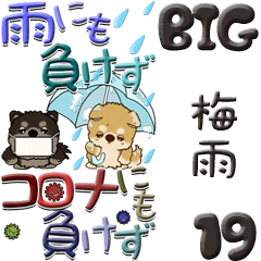 [LINEスタンプ] 【Big】ちゃちゃ丸 19『梅雨』の画像（メイン）