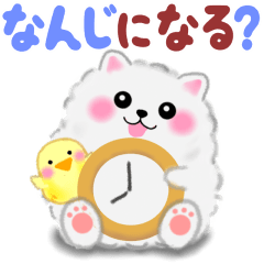 [LINEスタンプ] 家族の連絡・ポメラニアン「ぽちゃん」